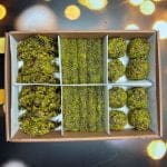 Fıstık Şöleni - Görsel 4